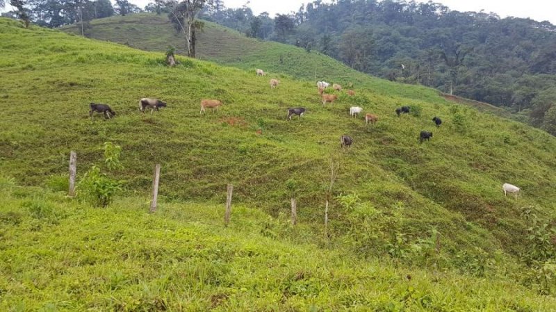 Finca en Venta en Yanayacu La Troncal, Canar