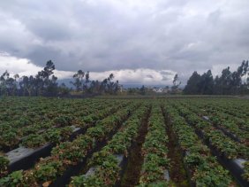 Terreno en Venta en Huachi Grande Ambato, Tungurahua