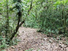 Terreno en Venta en Puerto Misahualli Misahualli, Napo