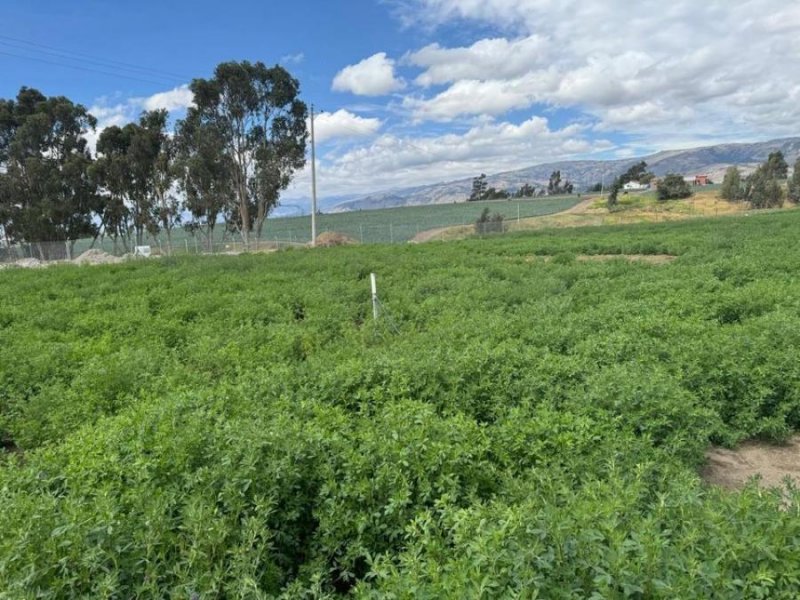 Terreno Guaytacama 10157 m2 , rural, abundante agua de riego, todo uso