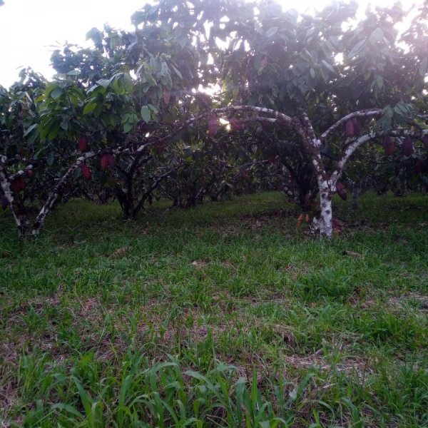 Terreno en Venta en Union Milagreña Joya de los Sachas, Orellana